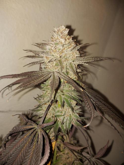 Gas & Funk. Week 14
