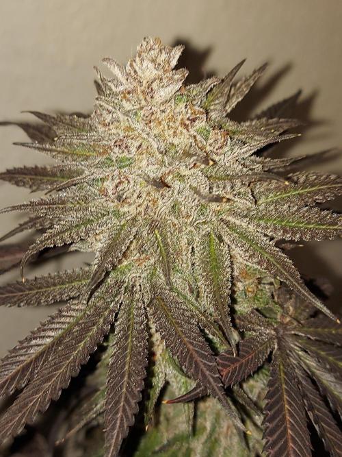 Gas & Funk. Week 14