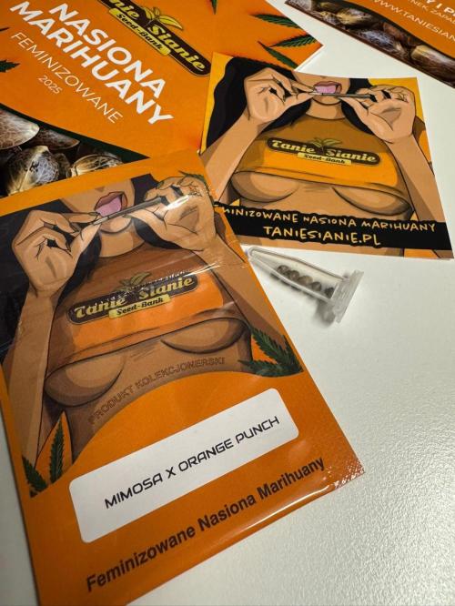 Mimosa x Orange Punch. Week 0