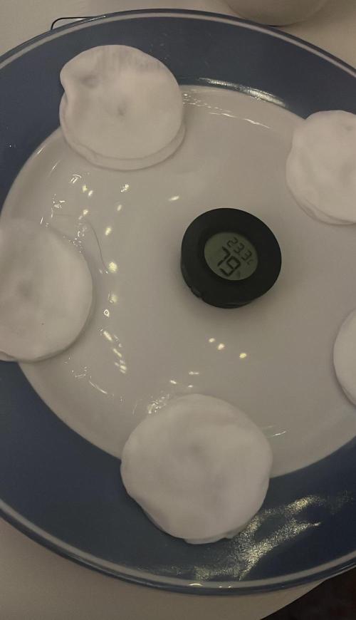 Mimosa x Orange Punch. Week 0