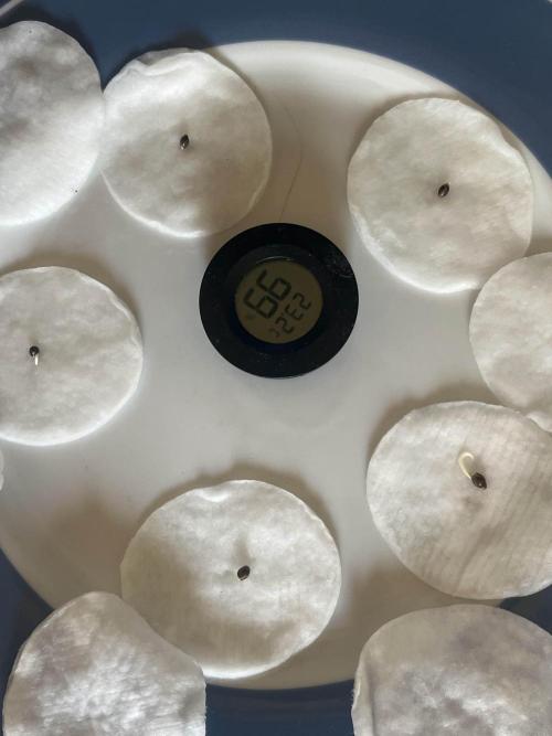 Mimosa x Orange Punch. Week 0