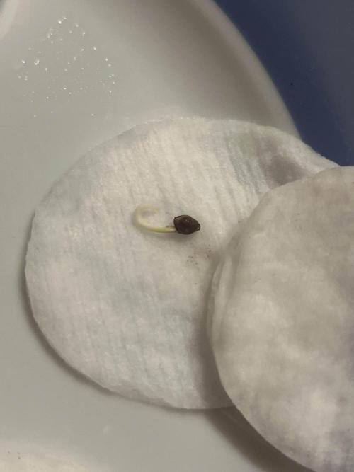 Mimosa x Orange Punch. Week 0