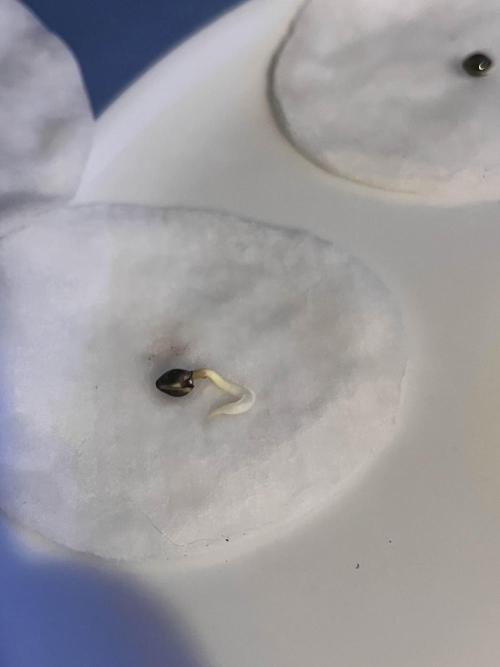 Mimosa x Orange Punch. Week 0