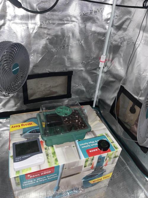 Mimosa x Orange Punch. Week 0