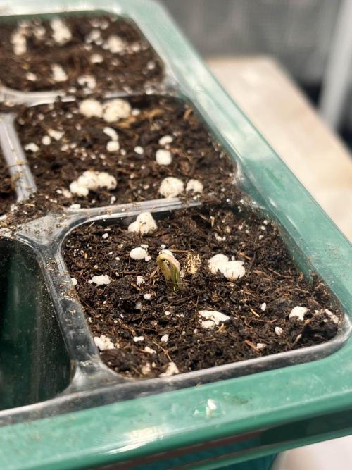 Mimosa x Orange Punch. Week 0