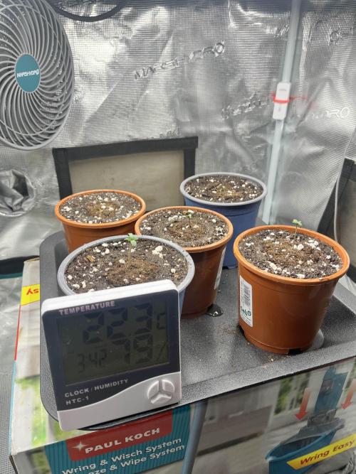 Mimosa x Orange Punch. Week 0