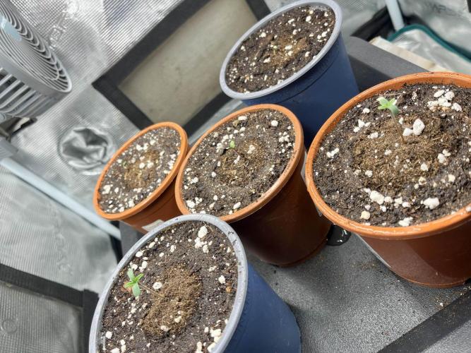 Mimosa x Orange Punch. Week 0