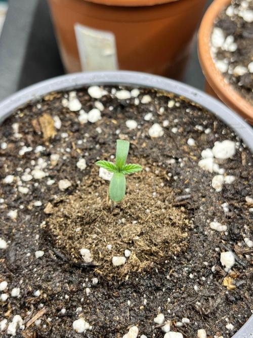 Mimosa x Orange Punch. Week 0