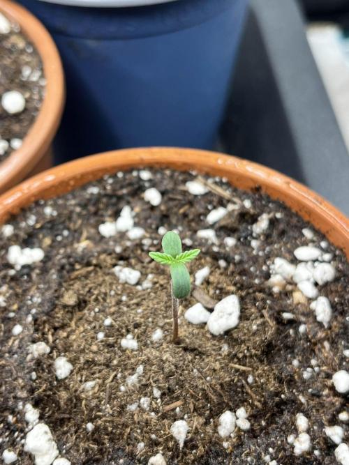 Mimosa x Orange Punch. Week 0