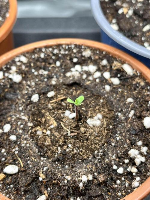 Mimosa x Orange Punch. Week 0