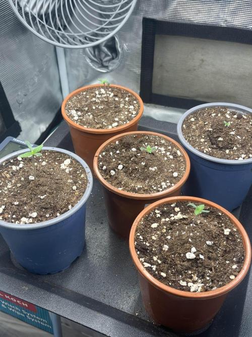 Mimosa x Orange Punch. Week 1