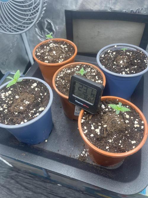 Mimosa x Orange Punch. Week 1