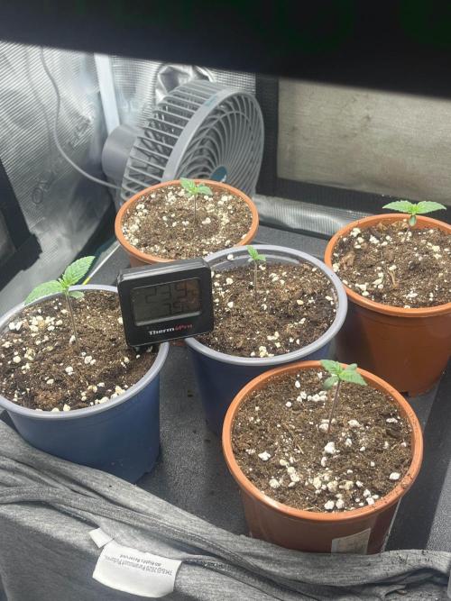 Mimosa x Orange Punch. Week 1