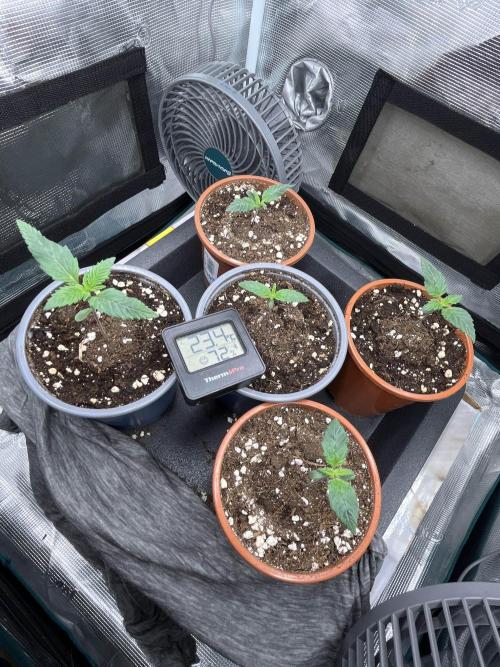 Mimosa x Orange Punch. Week 1