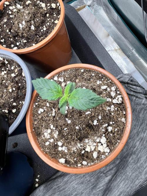 Mimosa x Orange Punch. Week 1