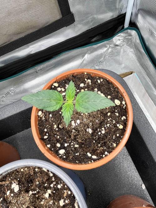 Mimosa x Orange Punch. Week 1