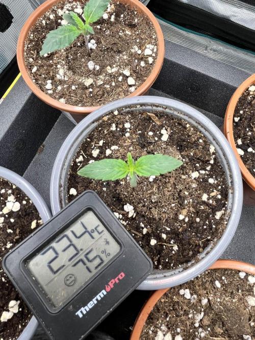 Mimosa x Orange Punch. Week 1