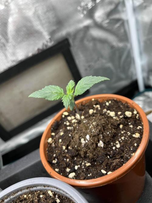 Mimosa x Orange Punch. Week 1