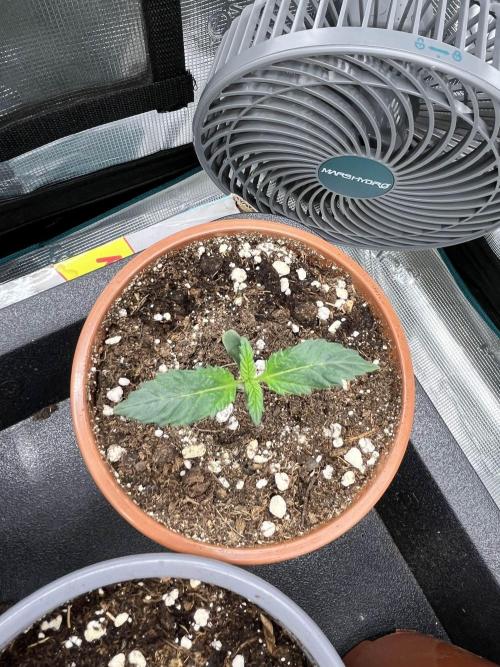 Mimosa x Orange Punch. Week 2