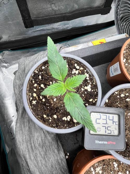 Mimosa x Orange Punch. Week 2