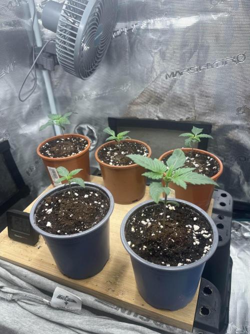 Mimosa x Orange Punch. Week 2