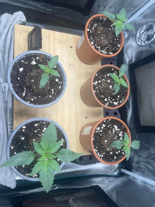 Mimosa x Orange Punch. Week 2