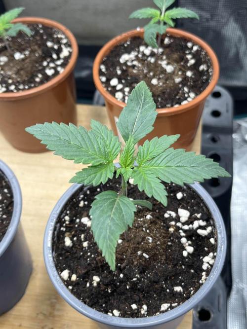 Mimosa x Orange Punch. Week 2