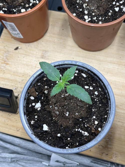 Mimosa x Orange Punch. Week 2