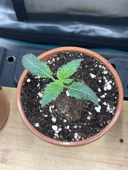 Mimosa x Orange Punch. Week 2