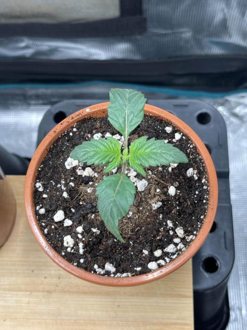 Mimosa x Orange Punch. Week 2