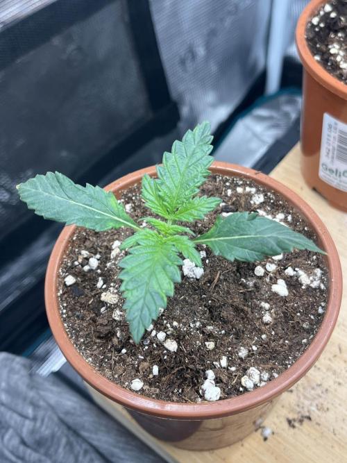 Mimosa x Orange Punch. Week 2