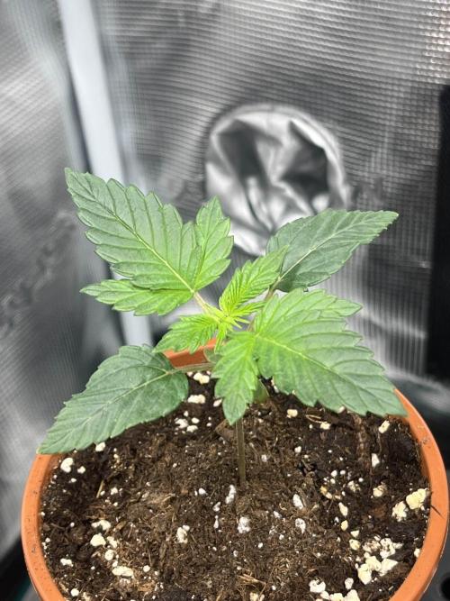 Mimosa x Orange Punch. Week 2