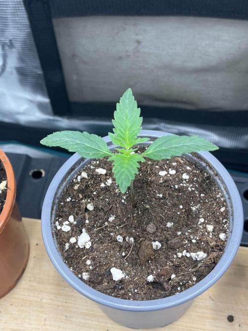 Mimosa x Orange Punch. Week 2