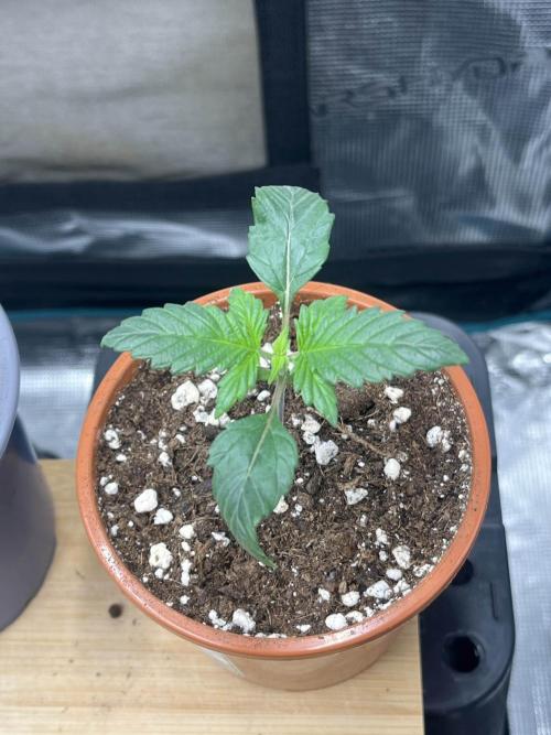 Mimosa x Orange Punch. Week 2