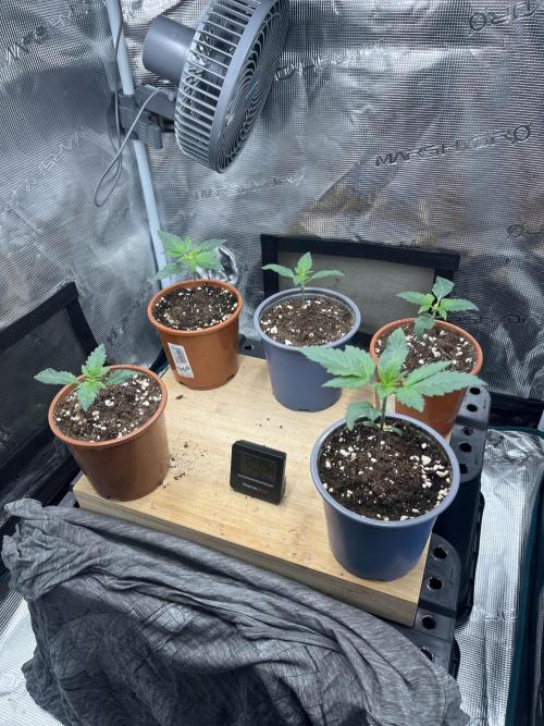 Mimosa x Orange Punch. Week 2