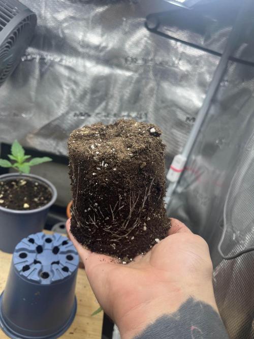 Mimosa x Orange Punch. Week 2