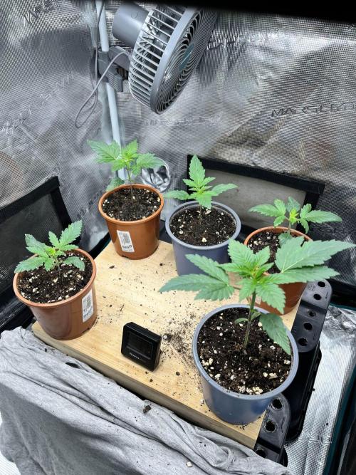 Mimosa x Orange Punch. Week 2