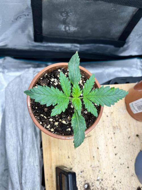 Mimosa x Orange Punch. Week 2