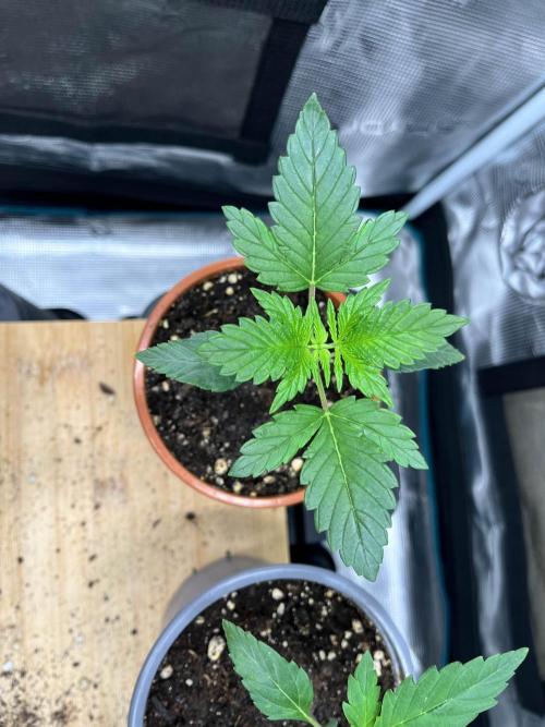Mimosa x Orange Punch. Week 2