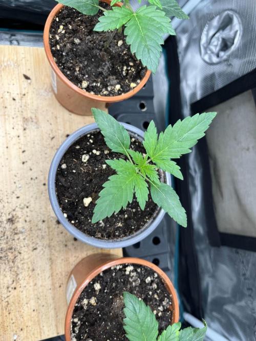 Mimosa x Orange Punch. Week 2