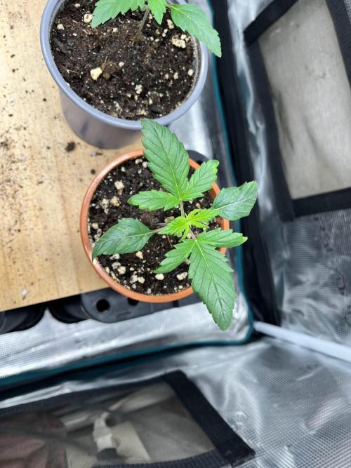 Mimosa x Orange Punch. Week 2