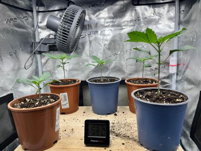 Mimosa x Orange Punch. Week 2