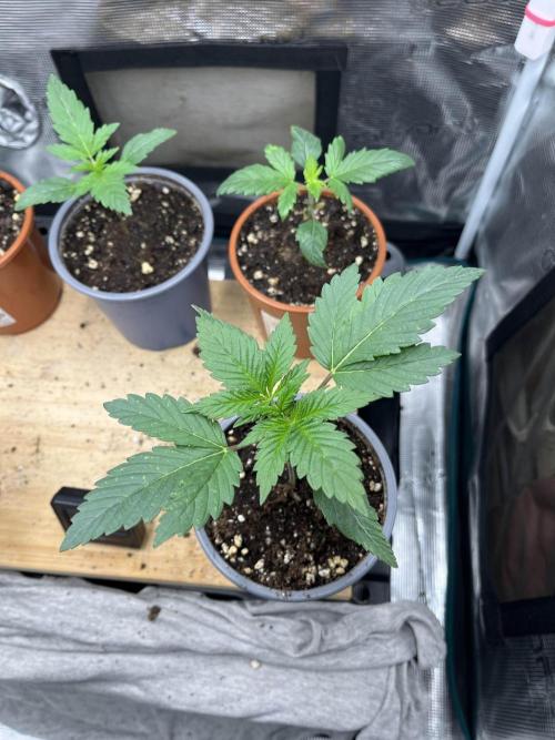 Mimosa x Orange Punch. Week 2