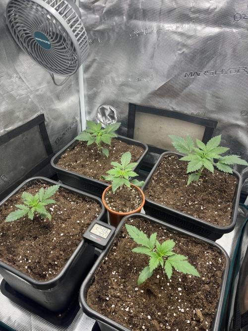 Mimosa x Orange Punch. Week 3