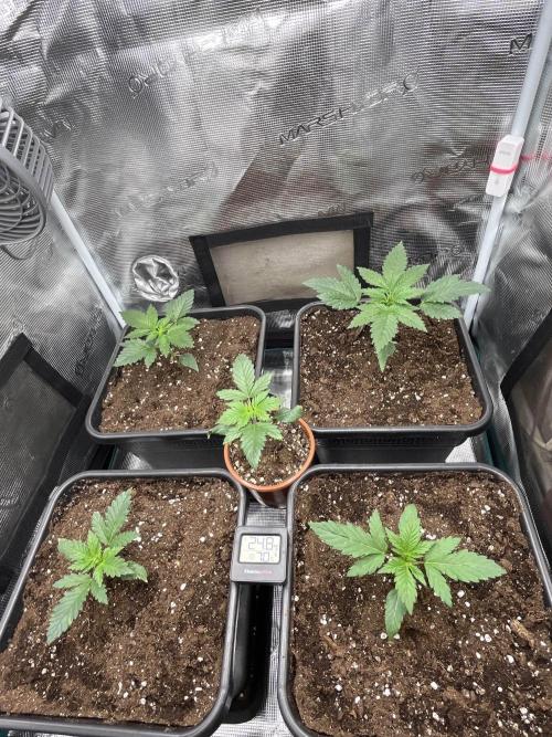 Mimosa x Orange Punch. Week 3