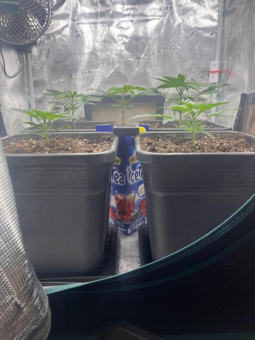 Mimosa x Orange Punch. Week 3