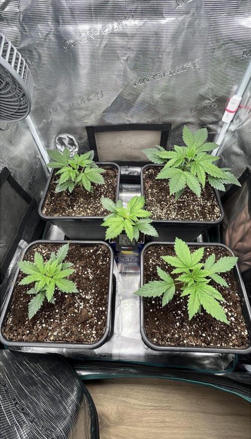 Mimosa x Orange Punch. Week 3