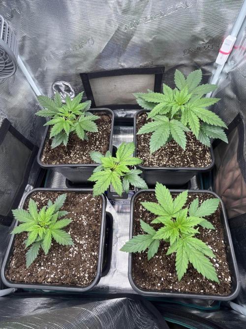 Mimosa x Orange Punch. Week 3
