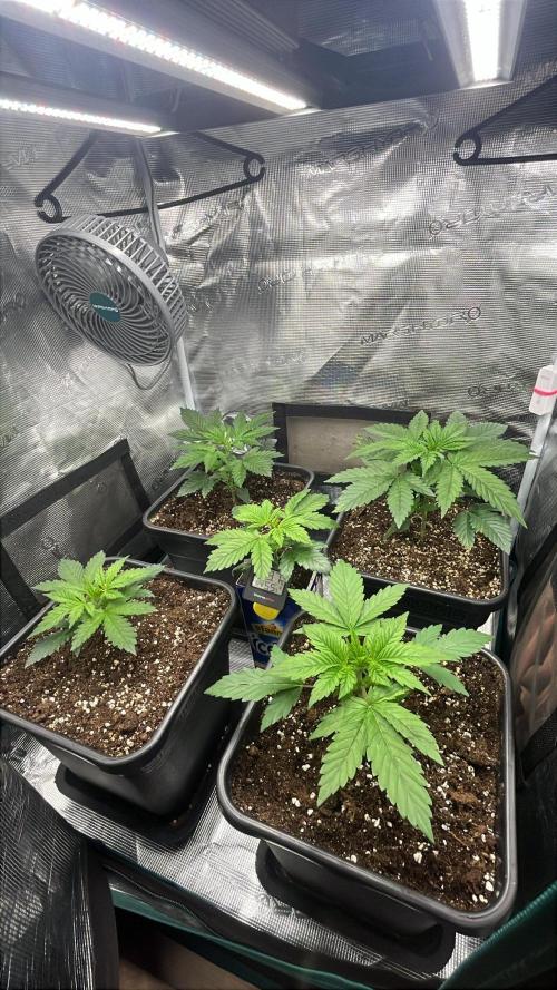 Mimosa x Orange Punch. Week 3
