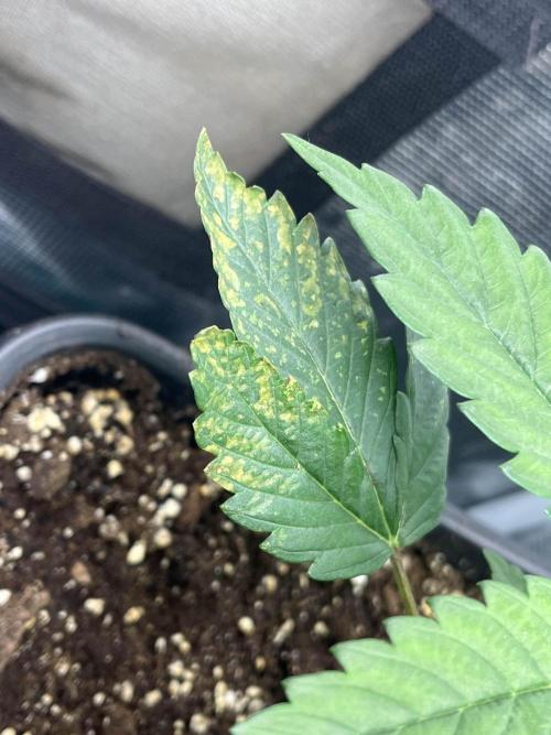 Mimosa x Orange Punch. Week 3